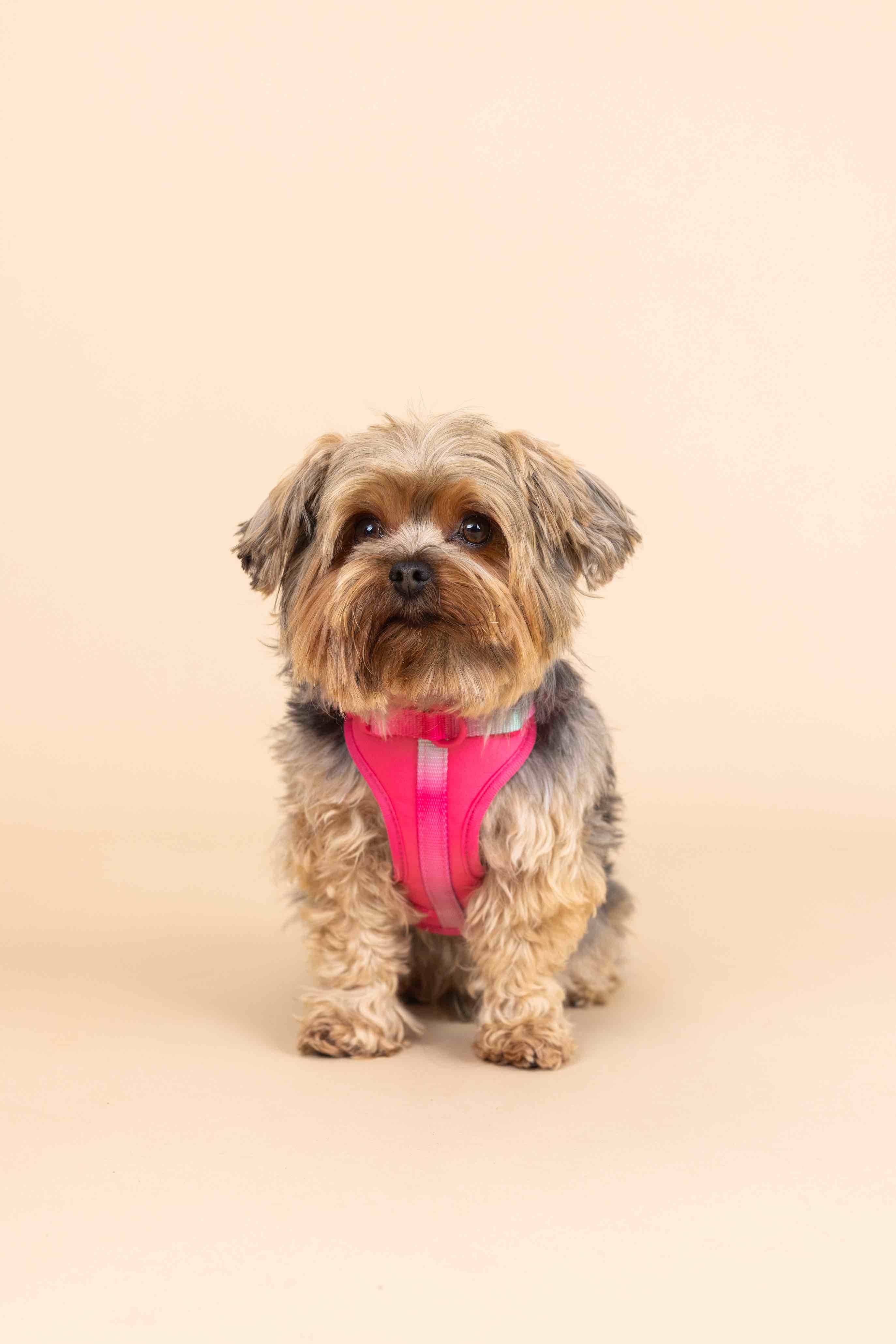 Pink Papyrus | Premium, Durable, & Stylish Dog Products - Wholesale Tuig voor huisdieren - Hond - Stasia hondenharnas | No pull hondenharnas in roze3