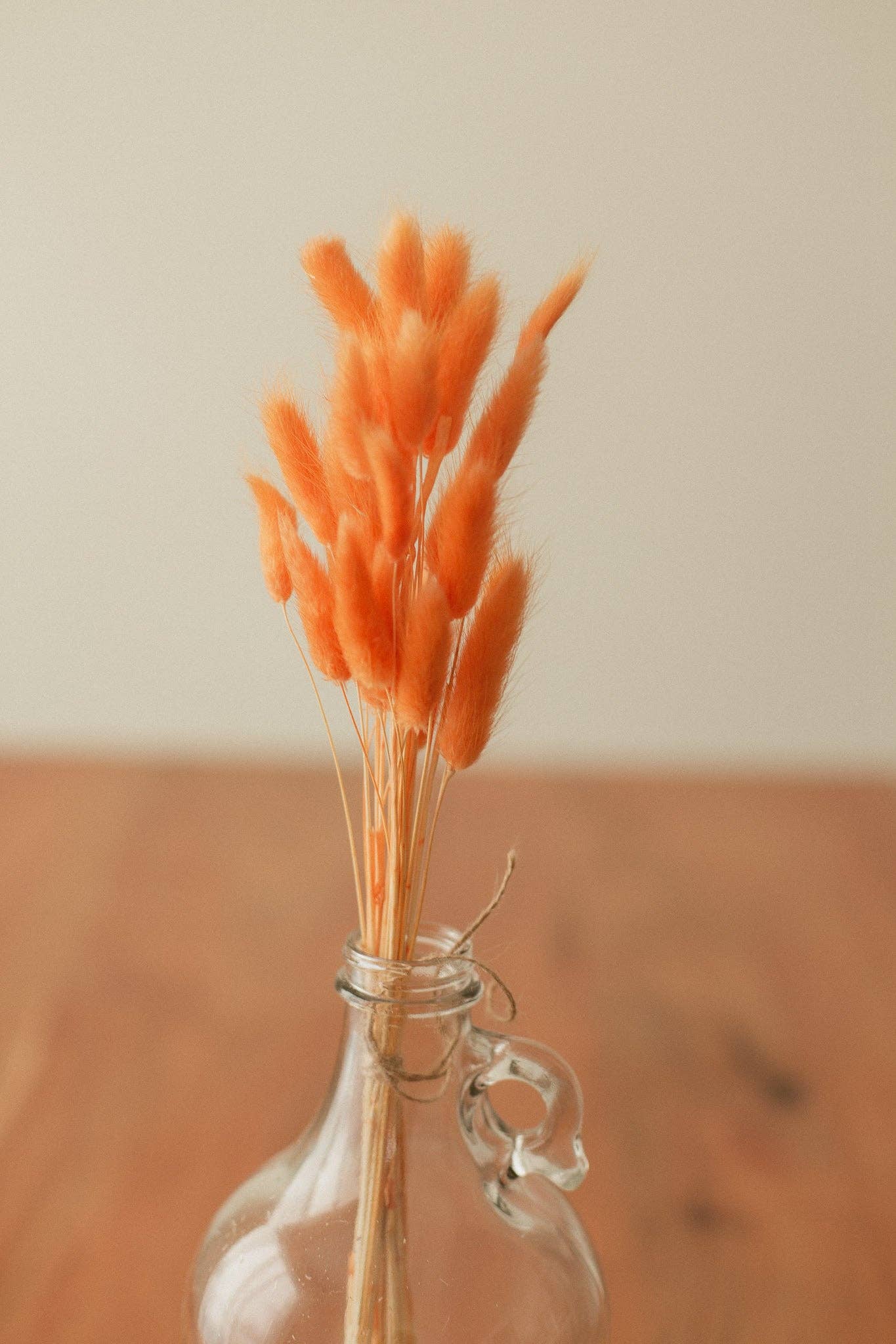 Eucalypt Co. - Venta al por mayor Flores secas/prensadas - Colas de conejo preservadas14