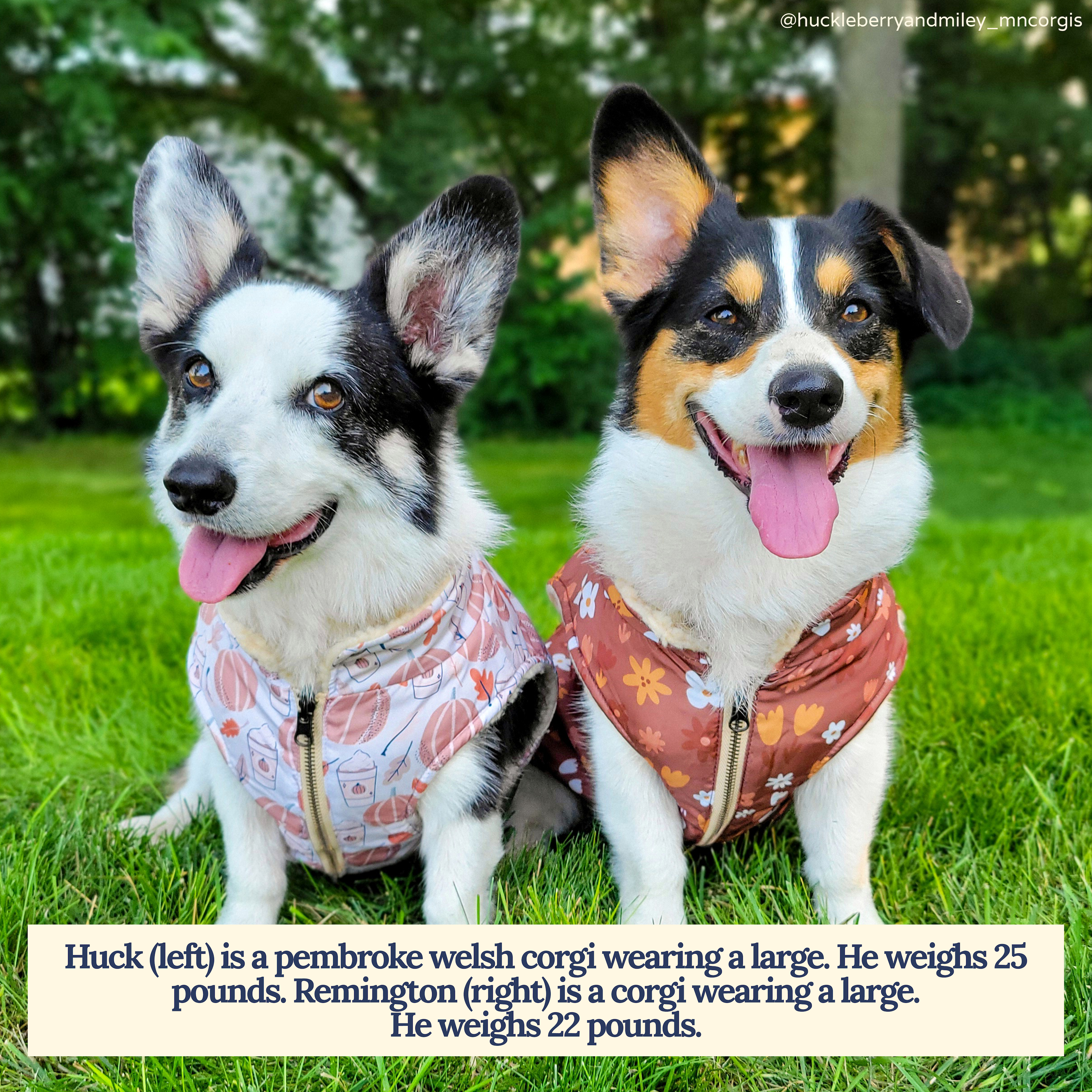 Lucy & Co. - Vendita all'ingrosso Gilet - Cani - Gilet Teddy Reversibile Fantastico Autunno5