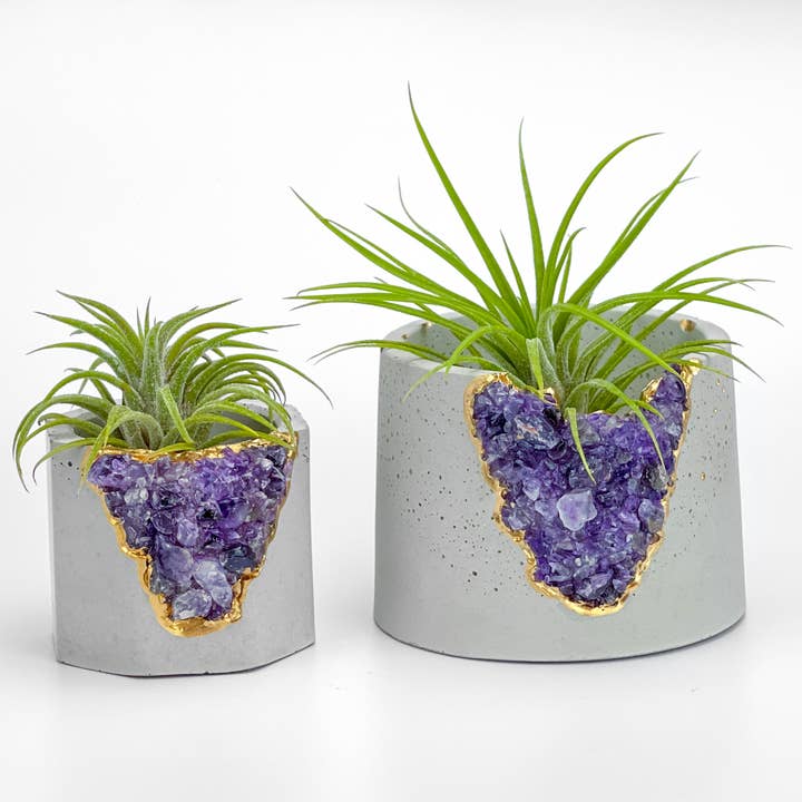 Planters Made in the USA - Wholesale Live Plant - Air Plants Tillandsia Ionantha Mexican, Live Airplant, Blue5