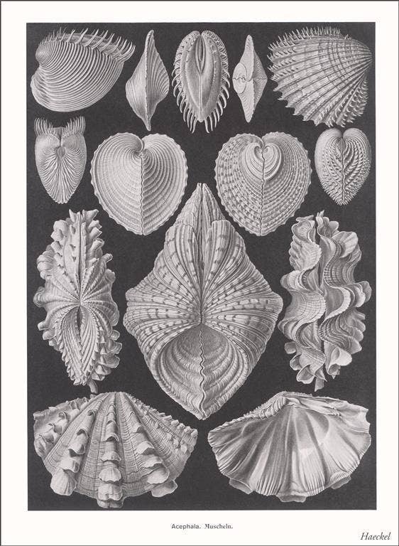 Found Image Press - Wholesale Postcard - Postcard SE-149 Acephala. Muscheln0