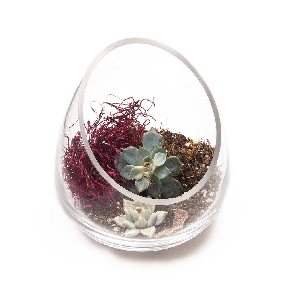 Chive Canada - Wholesale Terrarium - Clear Glass Terrarium Bowl For Succulents And Cactus3