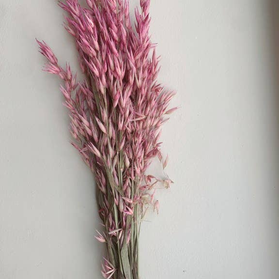Uma Cantik - Wholesale Dried/Pressed Flowers - Avena Pink Dried Flowers1