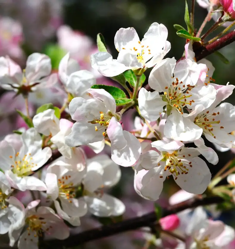 Sera & Sophie - Vente Bougie en bocal - Bougies artisanales en gros (fabriquées sur commande)32