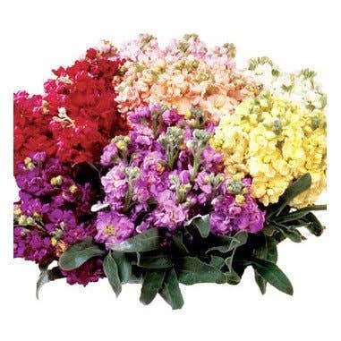 Florasource - Wholesale Fresh Cut Flowers - Stock Assorted 50 stems