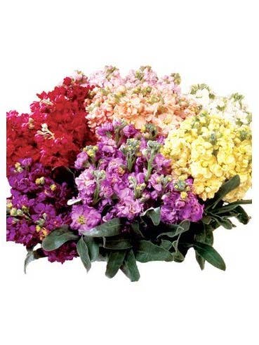 Stock Assorted 120 stems for wholesale by Florasource