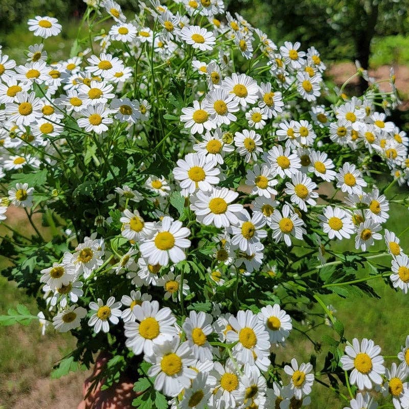 Gardens of Asgard - Wholesale Loose Tea - Headache Tea1