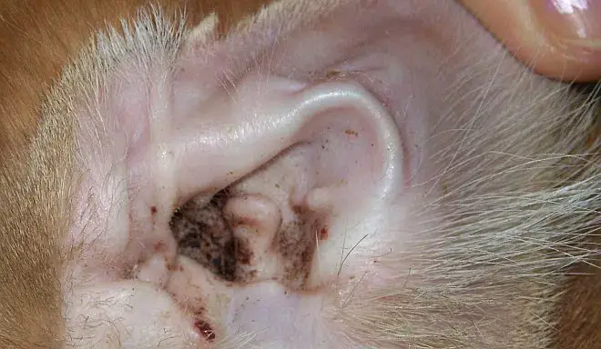 Beratungs & Vertriebsagentur Schmidt – wholesale Kosttillskott för husdjur - Hund – Anti svamp kvalster hund2