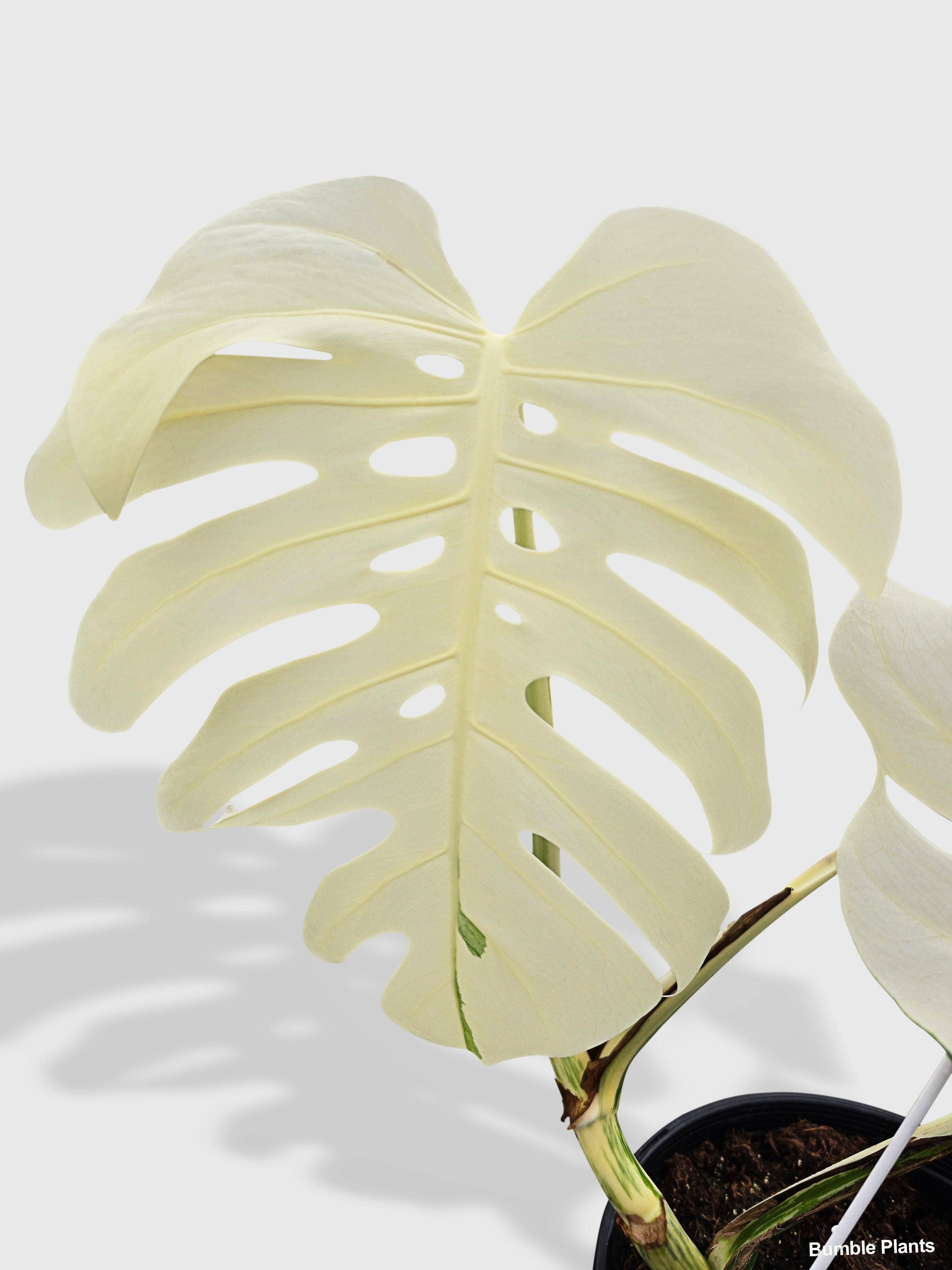 Bumble Plants - Vente Plante - Monstera Borsigiana Variegata Albo (Plante Mère Mature)9