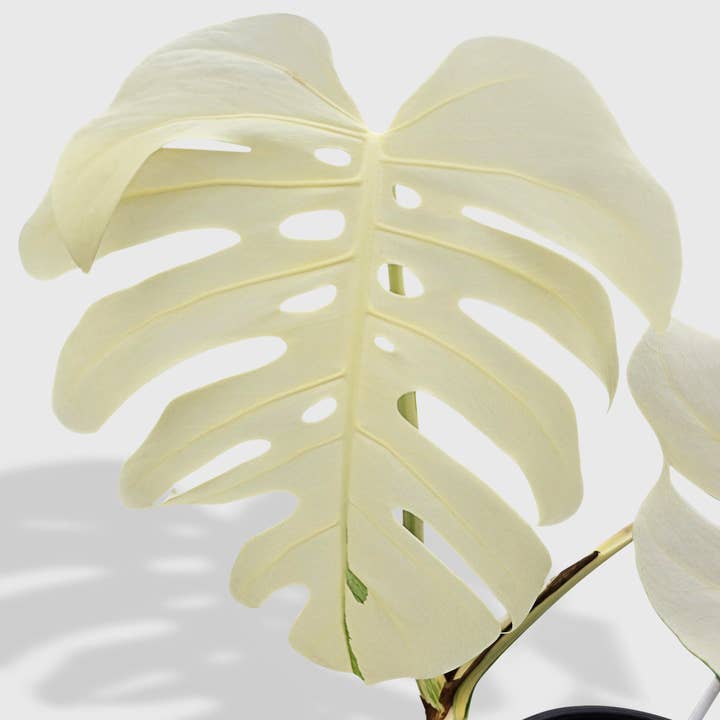 Bumble Plants - Vente Plante - Monstera Borsigiana Variegata Albo (Plante Mère Mature)9