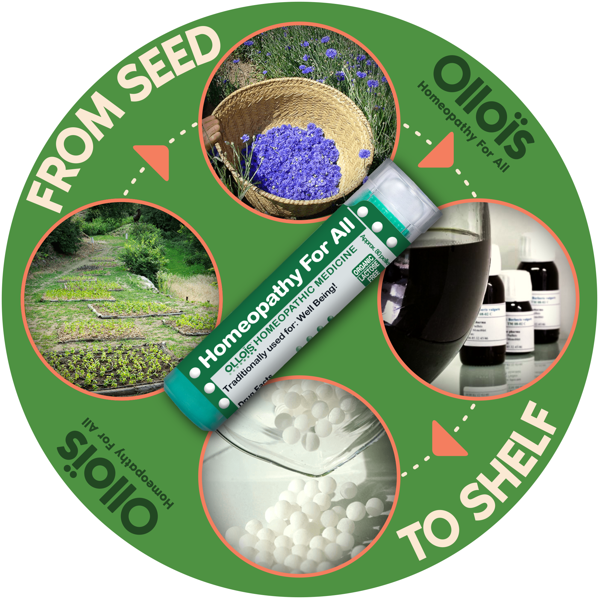 Ollois - Wholesale Oral Supplement/Vitamin - Olloïs Drosera 200ck Organic Lactose-Free kosher, 80 Pellets6