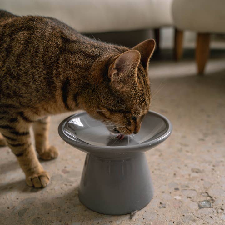 dexypaws - Wholesale Pet Bowl - Cat/Dog - Flat Top Ceramic Cat Bowl - Grey