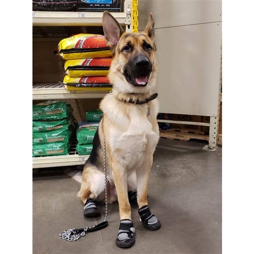 AllDogBoots - Wholesale Hondenlaarzen - Hond - Pawtrexx Zomer Hondenlaarsjes (Set van 2)7