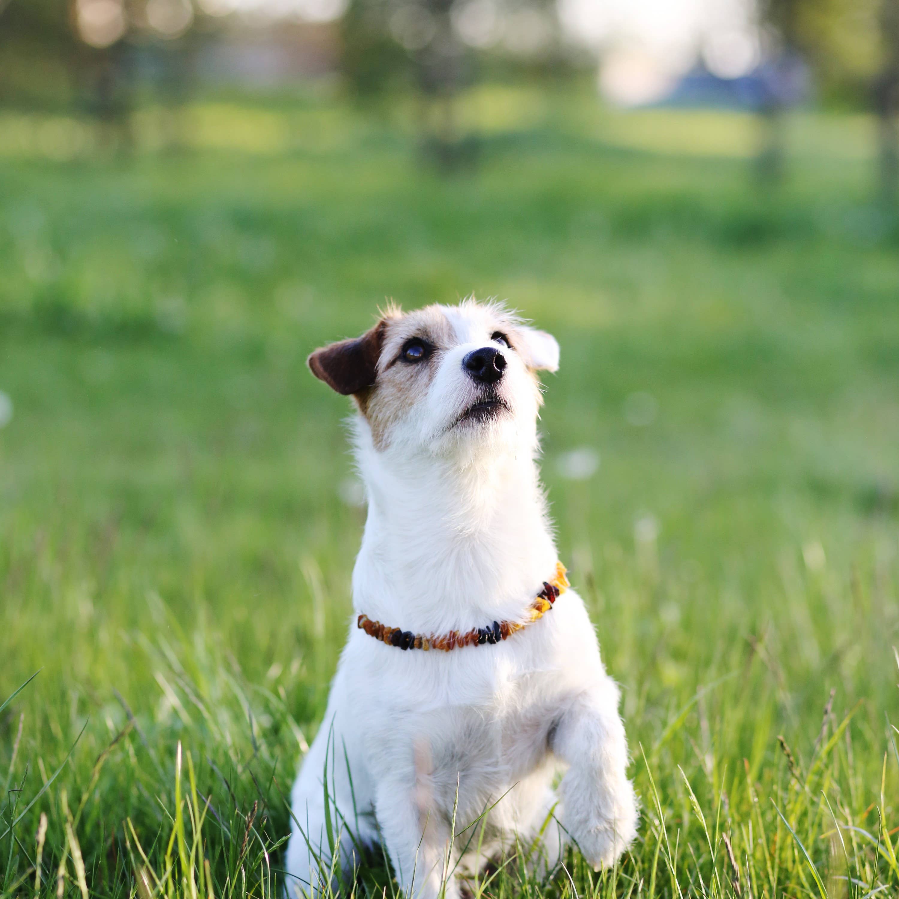 The Natural Amber - Vente Collier – chat et chien - Collier en ambre pour animaux P1011