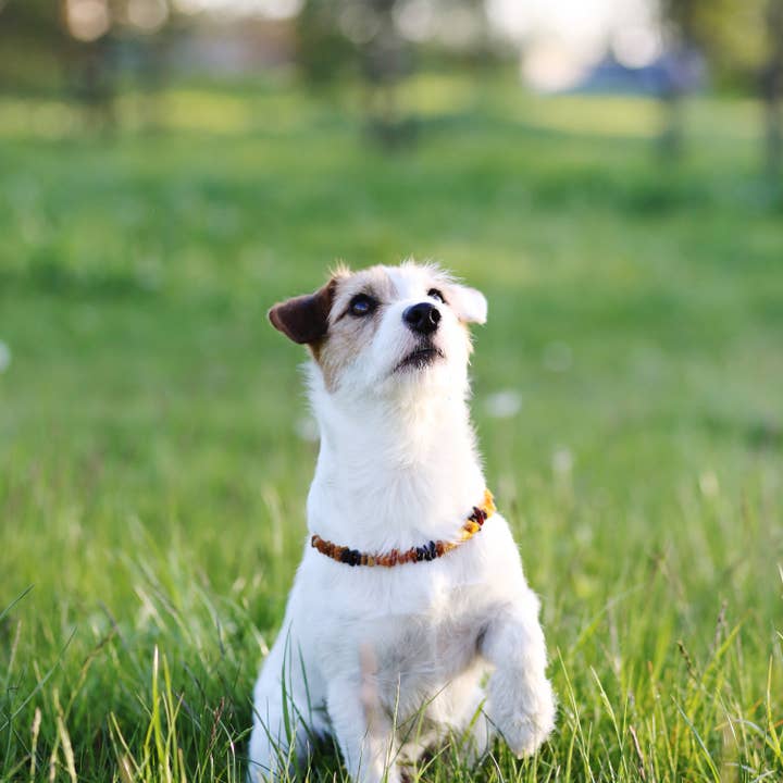 The Natural Amber - Wholesale Pet collar – Cat/dog - Cherry & Cognac & Honey Amber Pet Collar1