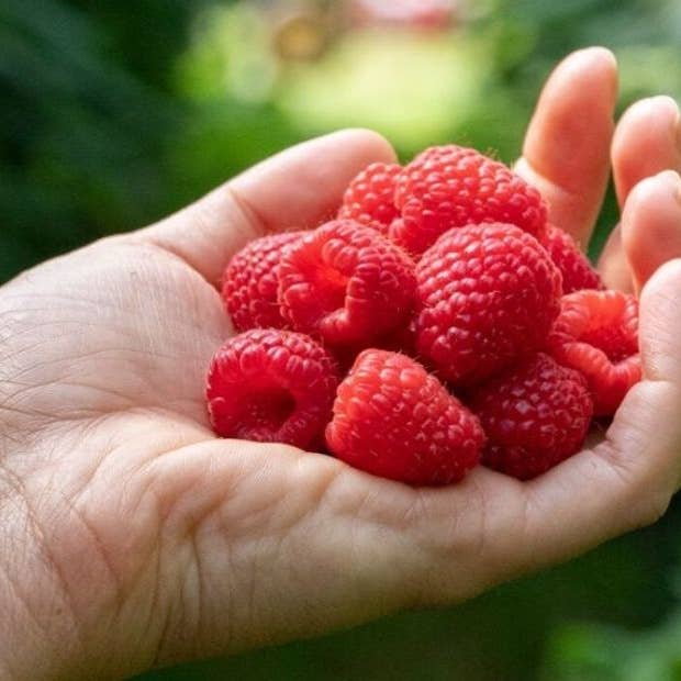 AZIENDA AGRICOLA MIGLIORETTI - Wholesale Jam/Jelly - WILD BERRY JAM made in Italy