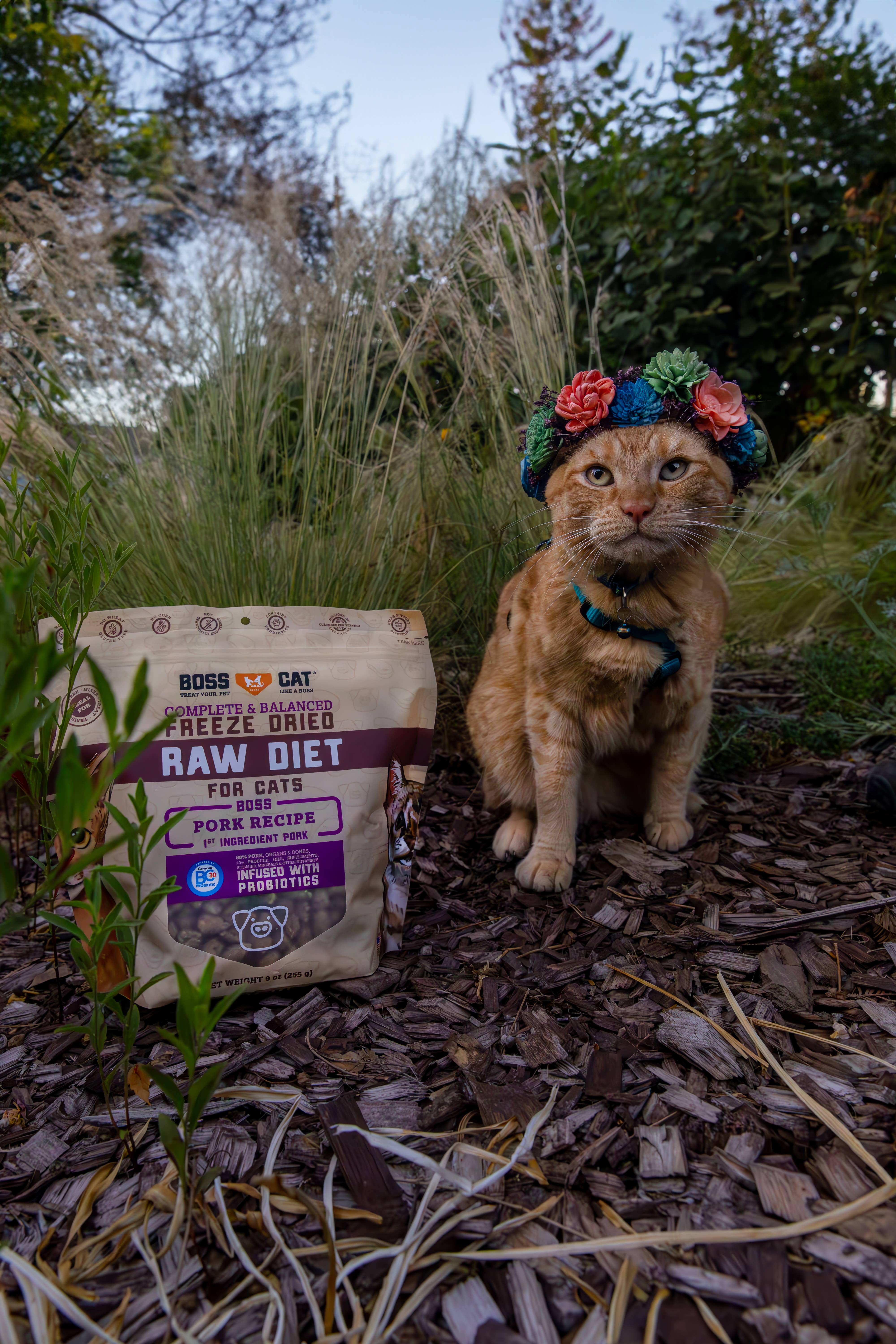 BOSS DOG BRAND, INC. - Vente Nourriture – chat - Boss Cat Régime Lyophilisé - Porc (9oz)2