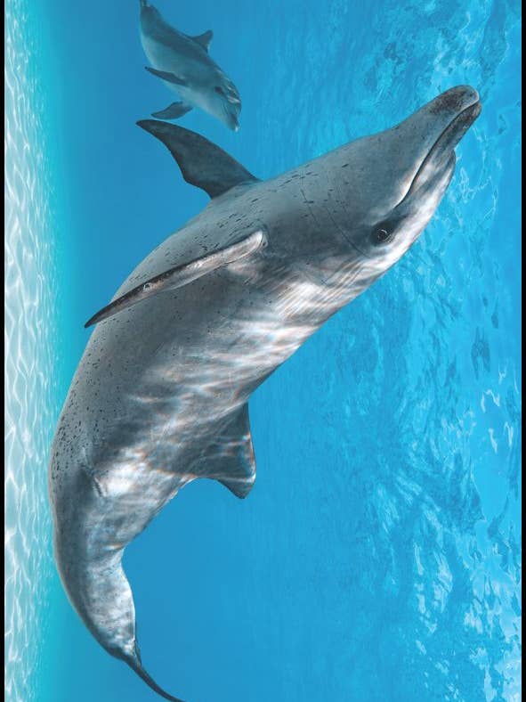 Bottlenose Dolphin and Calf Travel Towel for wholesale by Will and Wind - Beach Towels & Accessories