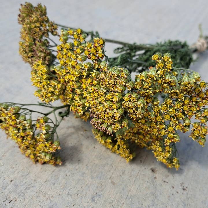 Yarrow, Yellow for wholesale by Fence Post Florals