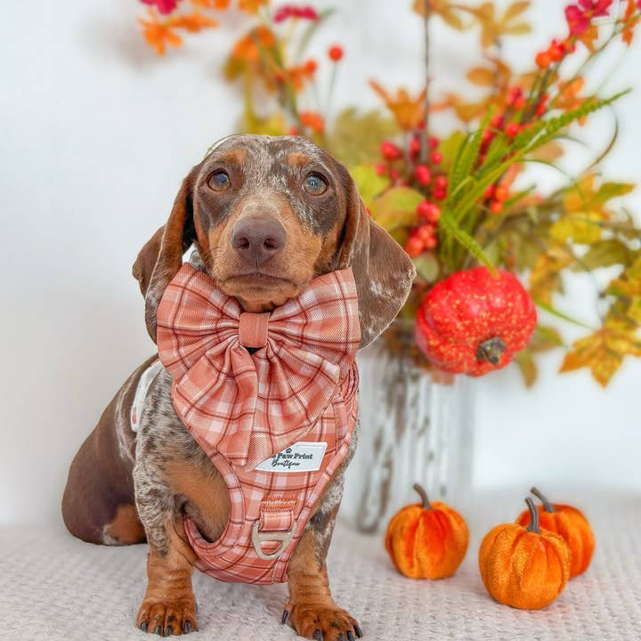 The Paw Print Boutique – wholesale Pet bow tie – Dog – Pooches in Plaid Bow Tie2