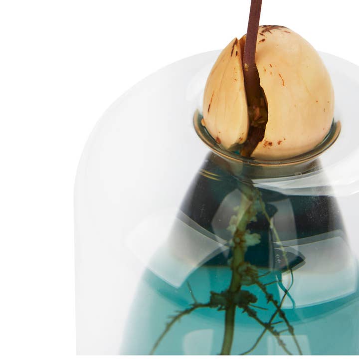 Balvi - Wholesale Vase - Avocado cultivator, Avocado Vase, green, glass8