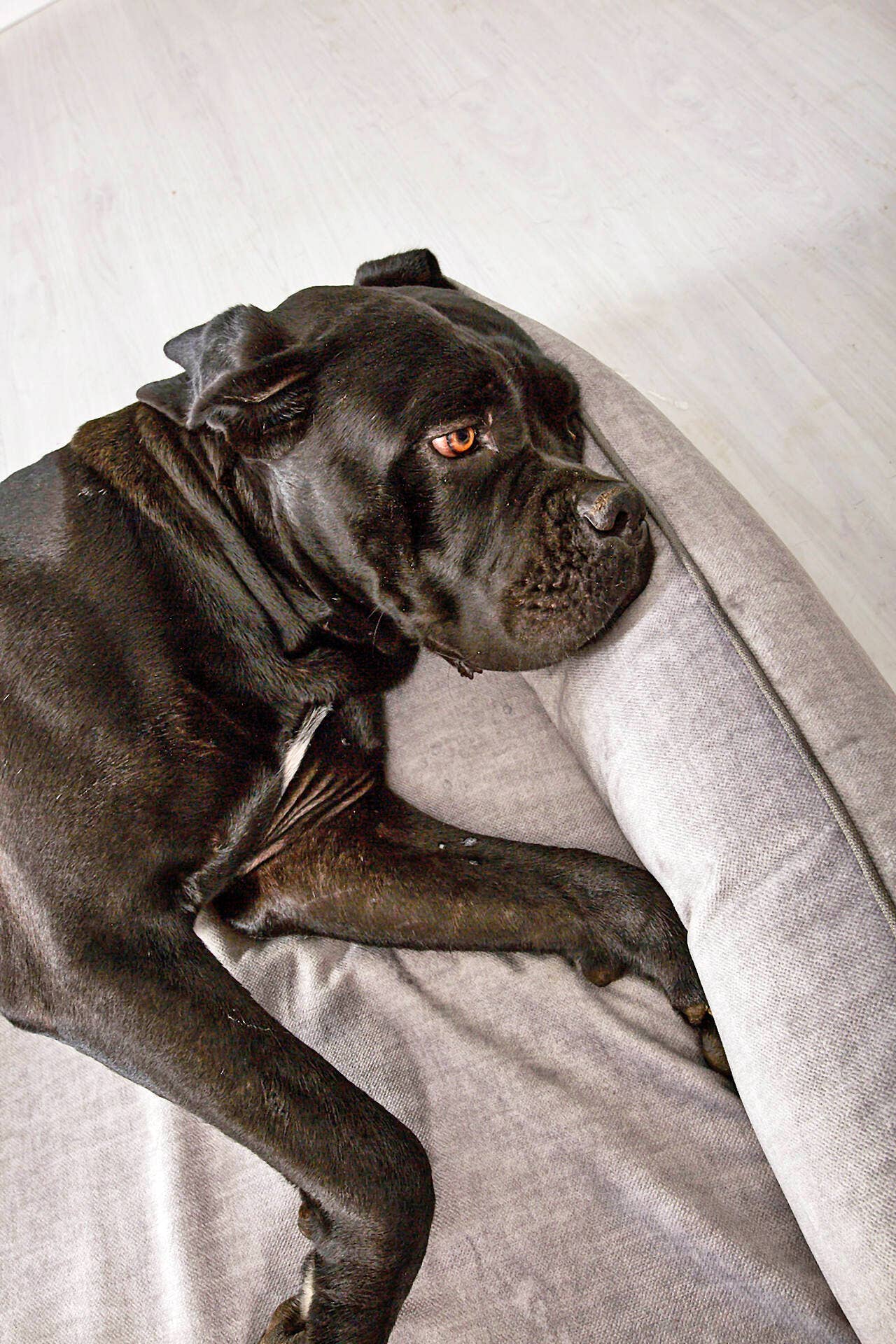 LABONI - Volentis GmbH - Wholesale Pet Bed - Dog - ORTHO PET BED GLAM2