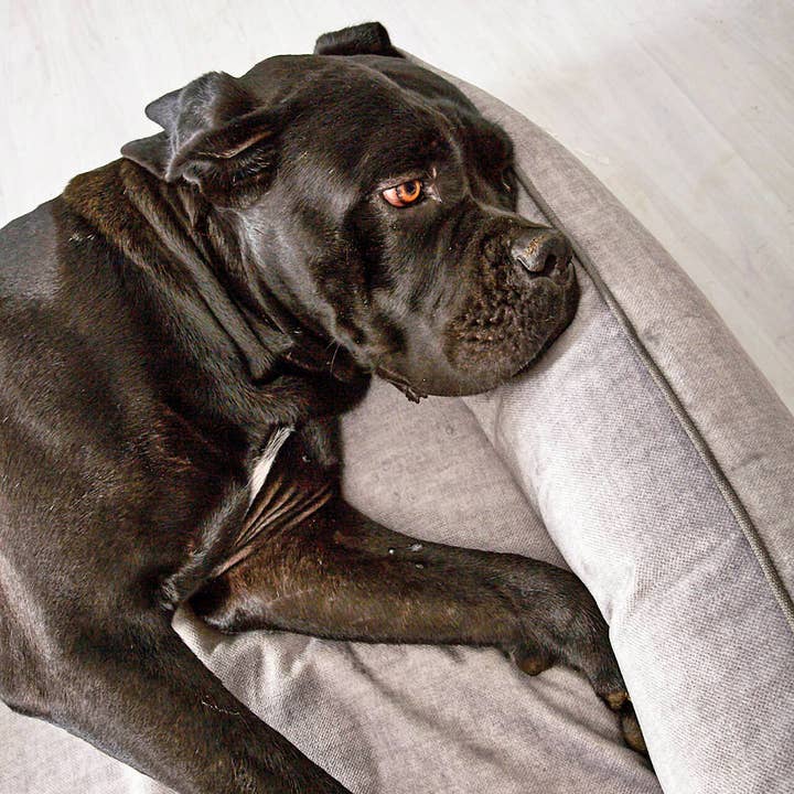 LABONI - Volentis GmbH - Wholesale Pet Bed - Dog - ORTHO PET BED GLAM2