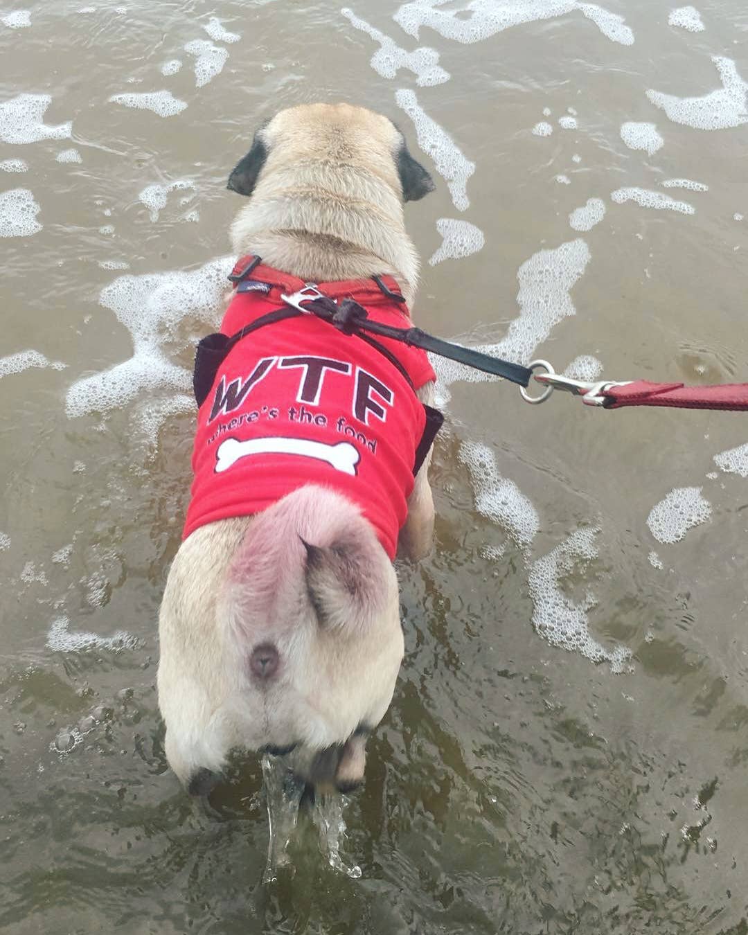 Parisian Pet® - Vente Chemise – chien - T-shirt Chien WTF – Tee-shirt Amusant & Tendance pour Animaux4