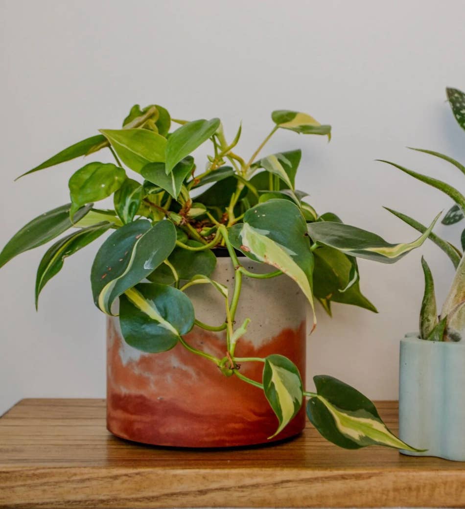 LindaMakess - Wholesale Plant Pot - Sunset Planter - Featured in Only Murders in the Building