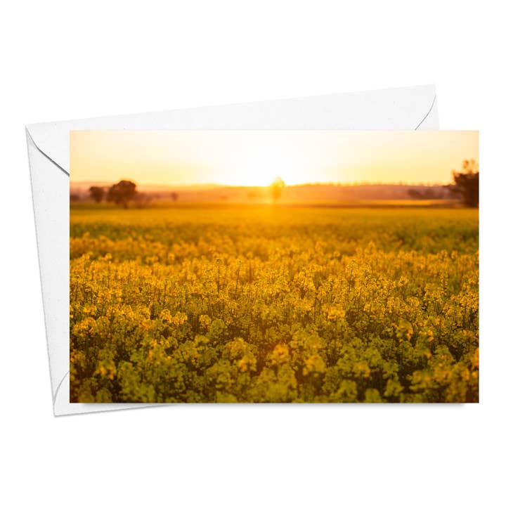 Canola in Flower Card for wholesale by Kim Storey Photographer