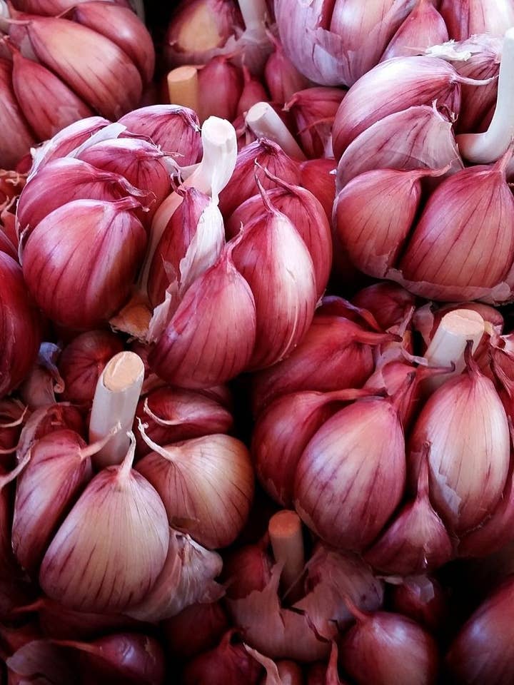 Alho Vermelho por atacado de Sementi & Barbatelle