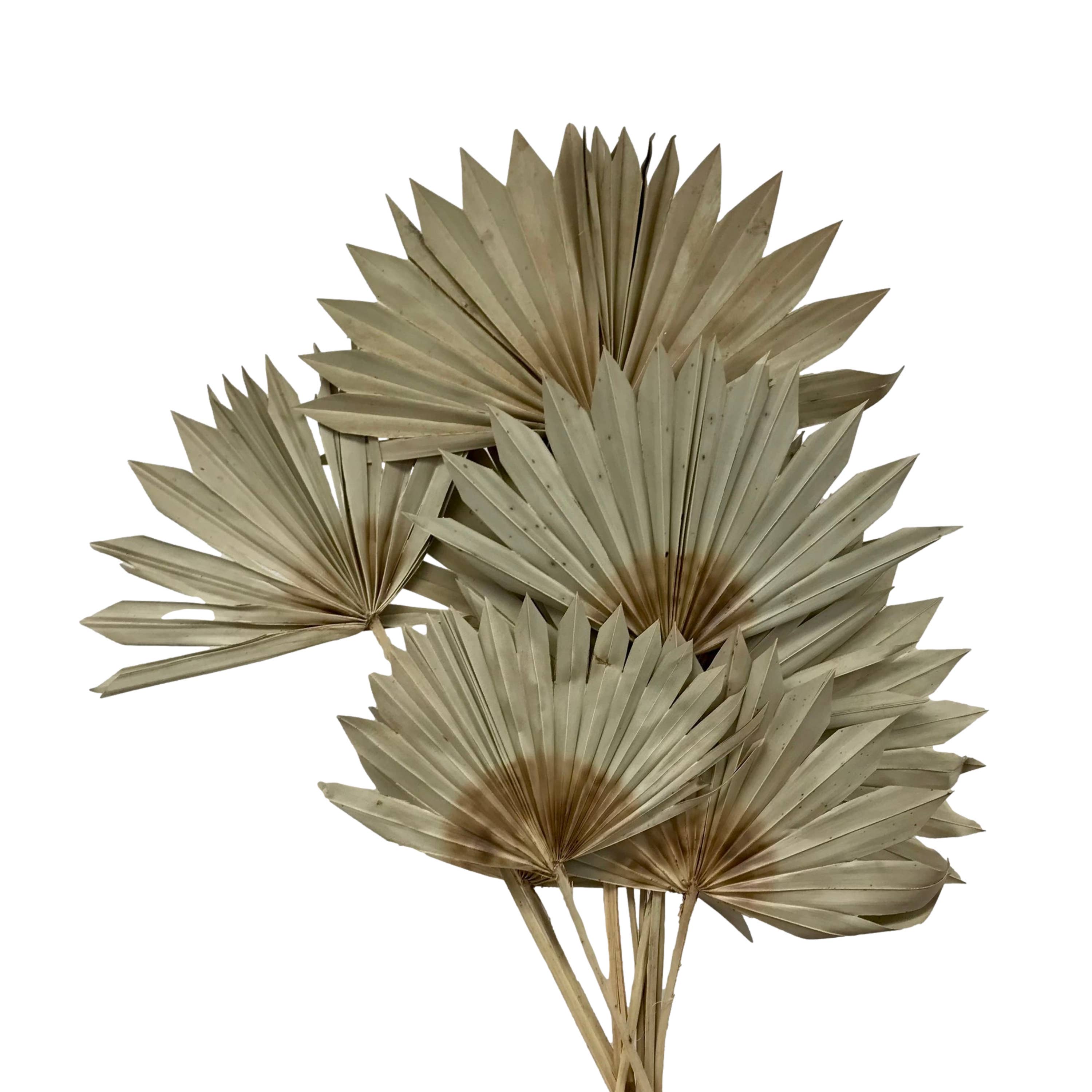 Wilco Home – Engroshandel Tørrede/pressede blomster – 10 tørrede naturlige palmeblade på stilk, bundt7