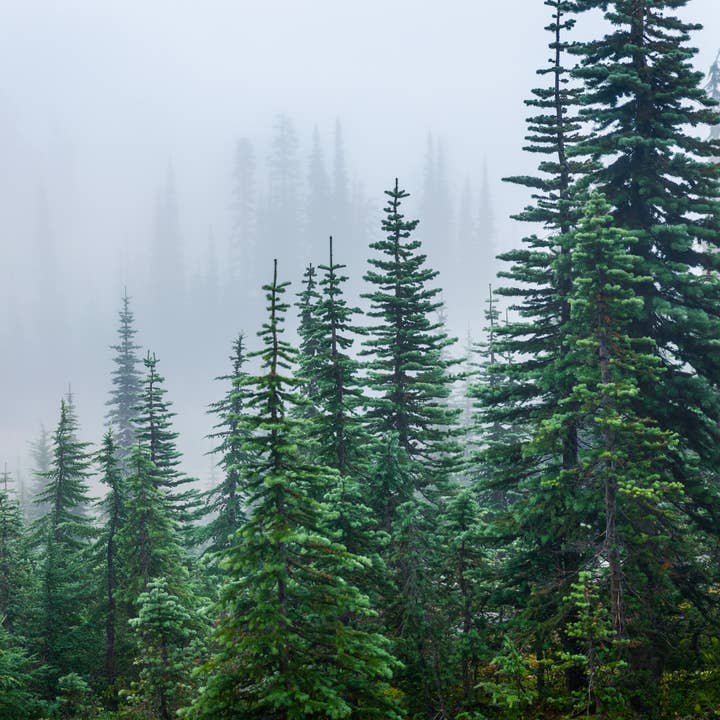 Buckley & Phillips Aromatics - Wholesale Fragrance oil - Pine Tree Fragrance Oil3