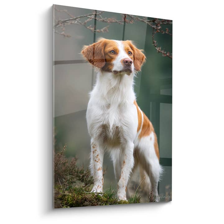 Breton Spaniel White and Red Portrait - Noble Look - Breton Spaniel Edition for wholesale by Walensky