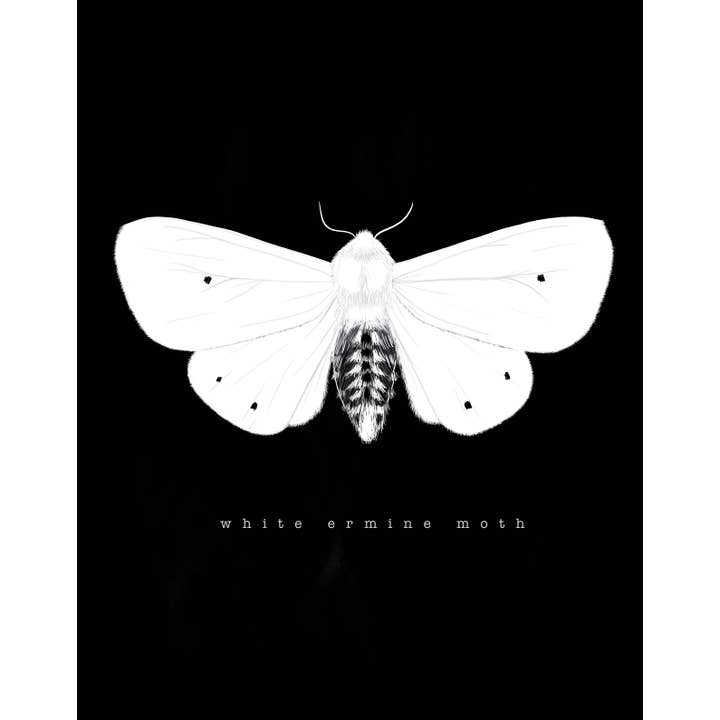 White Ermine Moth Print for wholesale by Brevity Art