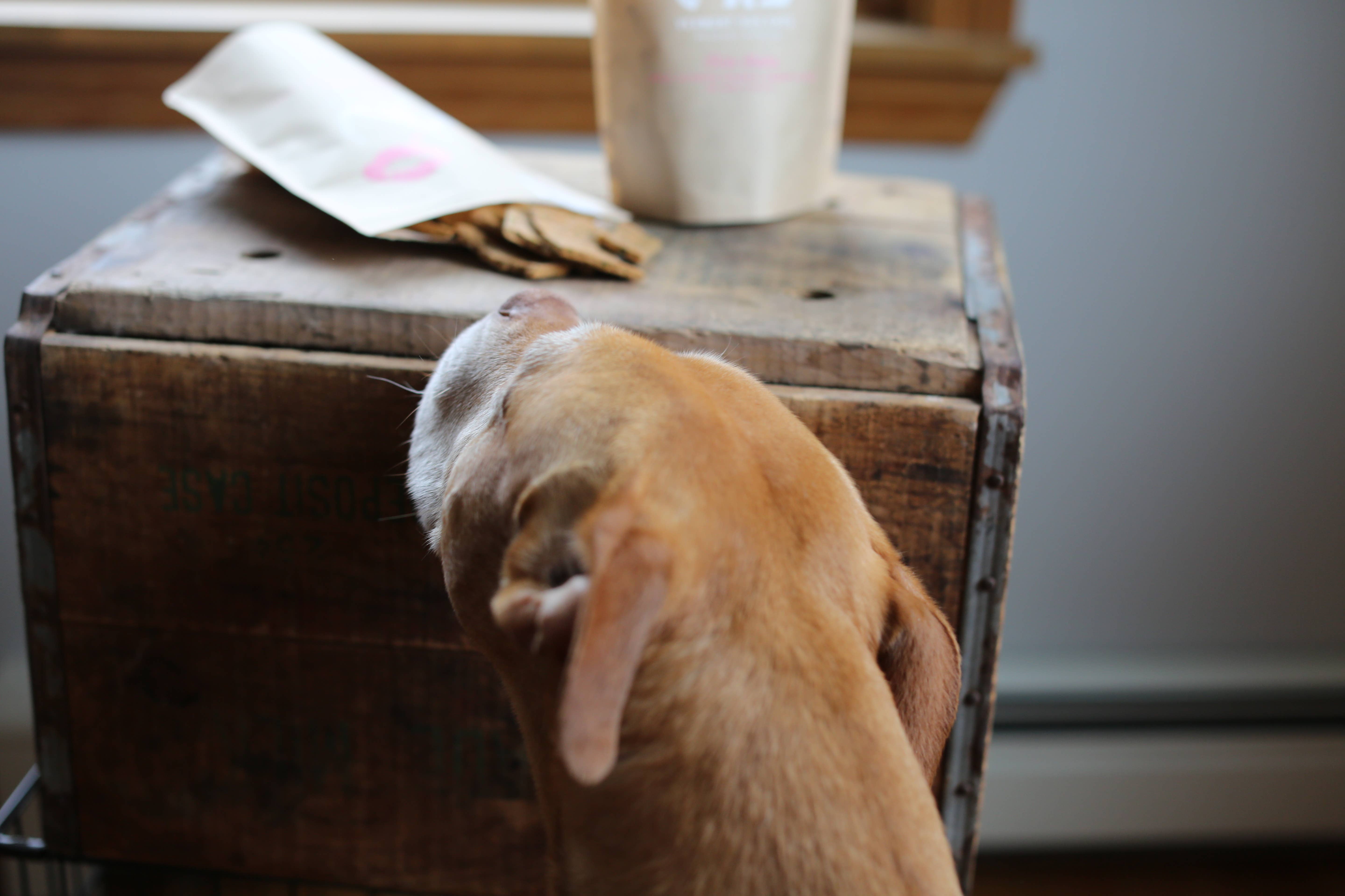 Vermont Dog Eats - Wholesale Pet Treats - Dog - Tico's Tasties3