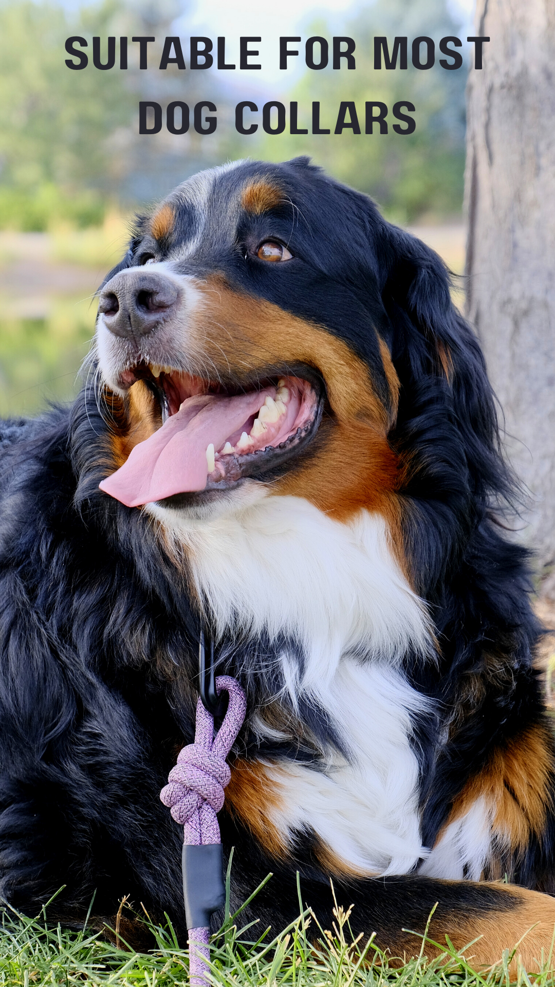 Mountain Blush Dog Leash Climbing Rope Adventure Style for wholesale on Faire1