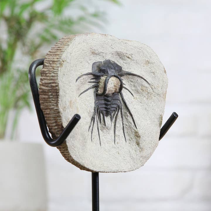 Curated Studio – Engroshandel Bordpynt – Horned Trilobite Autentisk skræddersyet stålstativ1