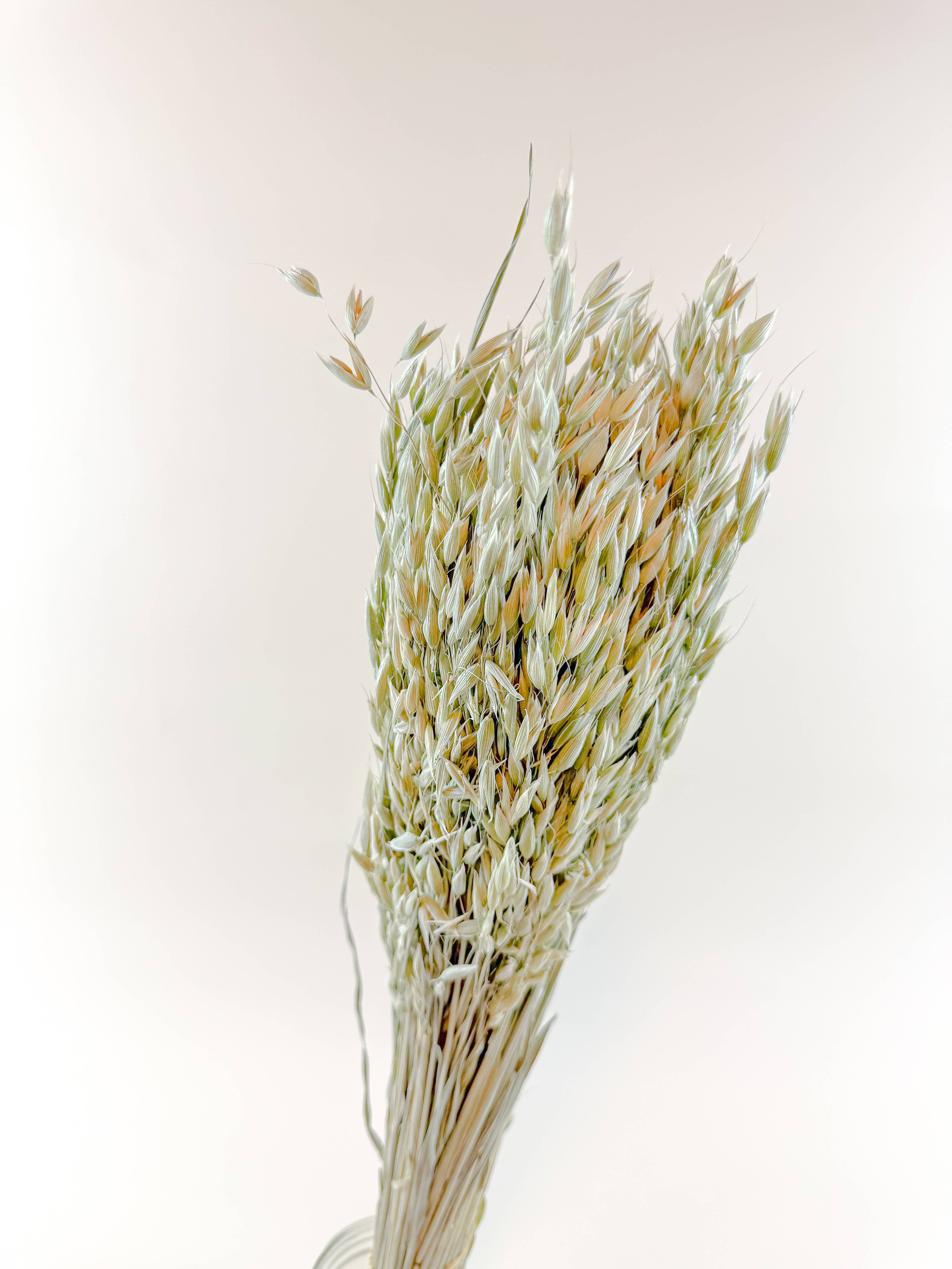 Lovejoy Farms Premium Dried Flowers - Wholesale Gedroogde/geperste bloemen - Avena (Haver) – Natuurlijk Gedroogde Haverstelen voor Bloemontwerp2