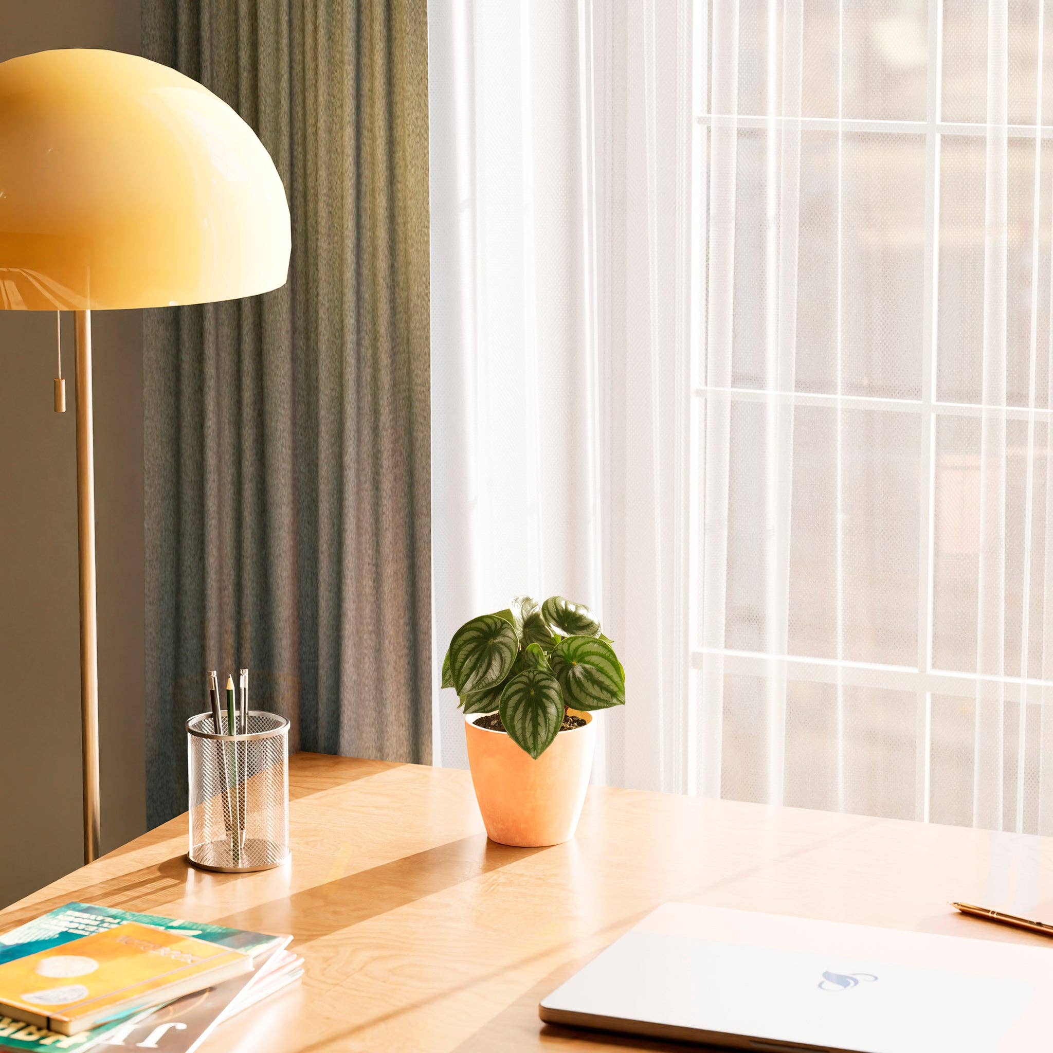 Lively Root - Wholesale Live Plant - Watermelon Peperomia12