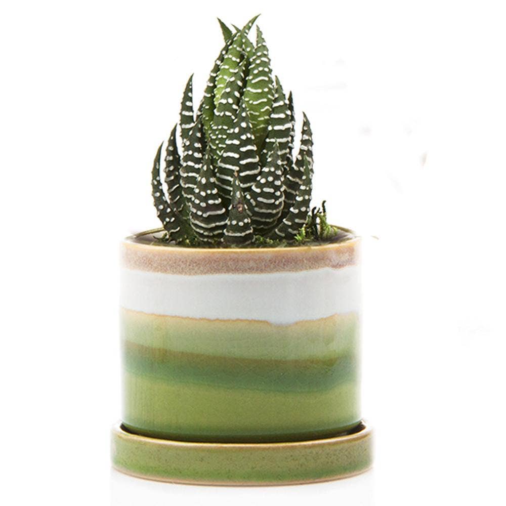 Chive UK - Wholesale Plant Pot - Minute - Glazed Modern Ceramic Pot with Saucer7