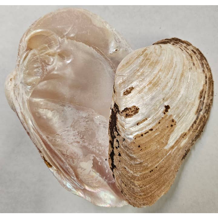 4-5" RIVER CLAM for wholesale by Darlene's Shells