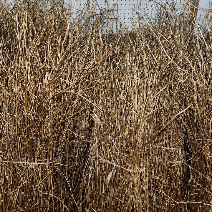 Northwoods Natural Accents - Wholesale Dried/Pressed Flowers - Gold Birch Branches 3'-4' (bulk bundles, 120 twigs)