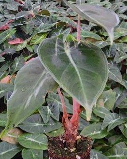 Dick's Sticks and Exotics - Wholesale Live Plant - Alocasia 6 plant variety. No pots.6