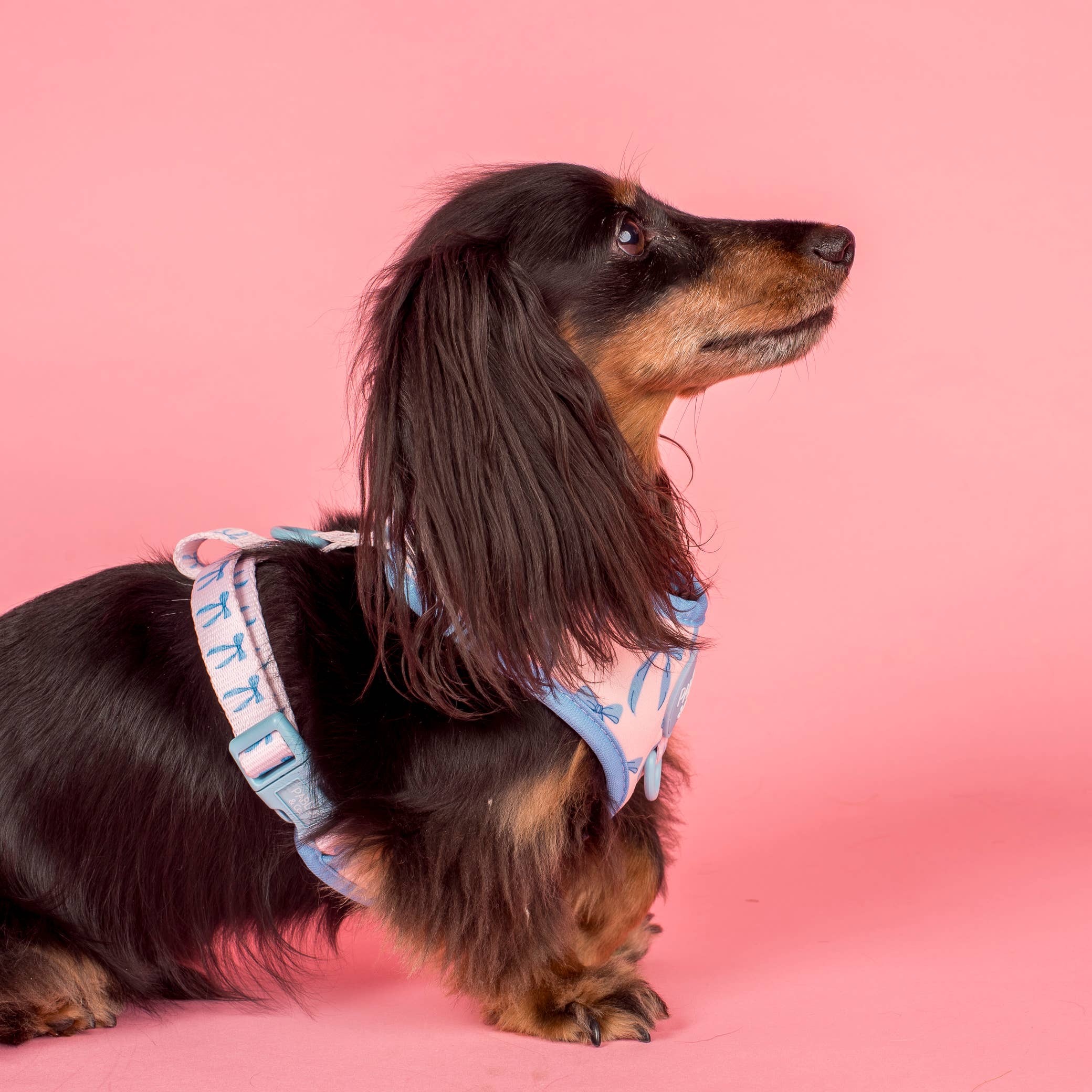 Pablo & Co. Boutique - Wholesale Pet Harness - Dog - Baby Blue Bows: Adjustable Dog Harness3