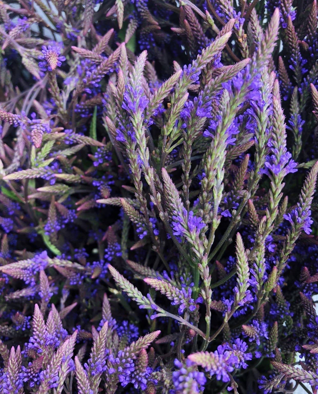 Portland Ashwagandha Farm - Vendita all'ingrosso Tinture - Blue Vervain - Tintura spagyrica fresca5