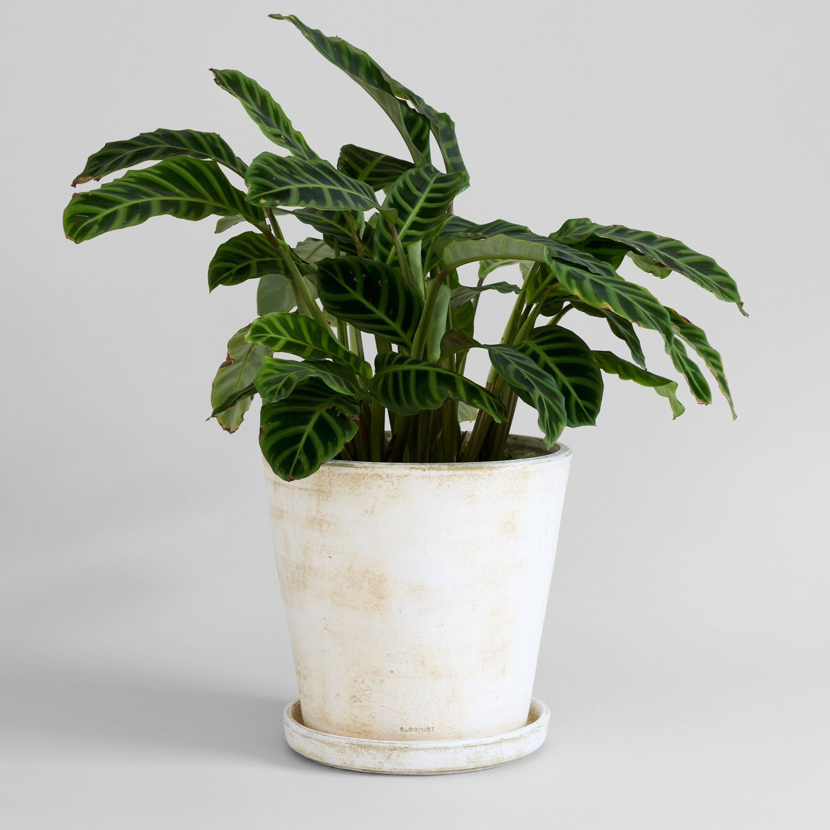 Bloomist - Wholesale Plant Pot - Basic Planter, White Patina3