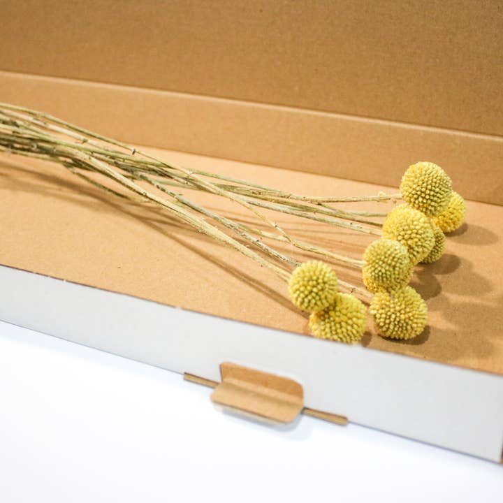 Wildestdreams.flowers - Wholesale Dried/Pressed Flowers - Yellow Billy Button flowers, Real Natural Craspedia Flowers5