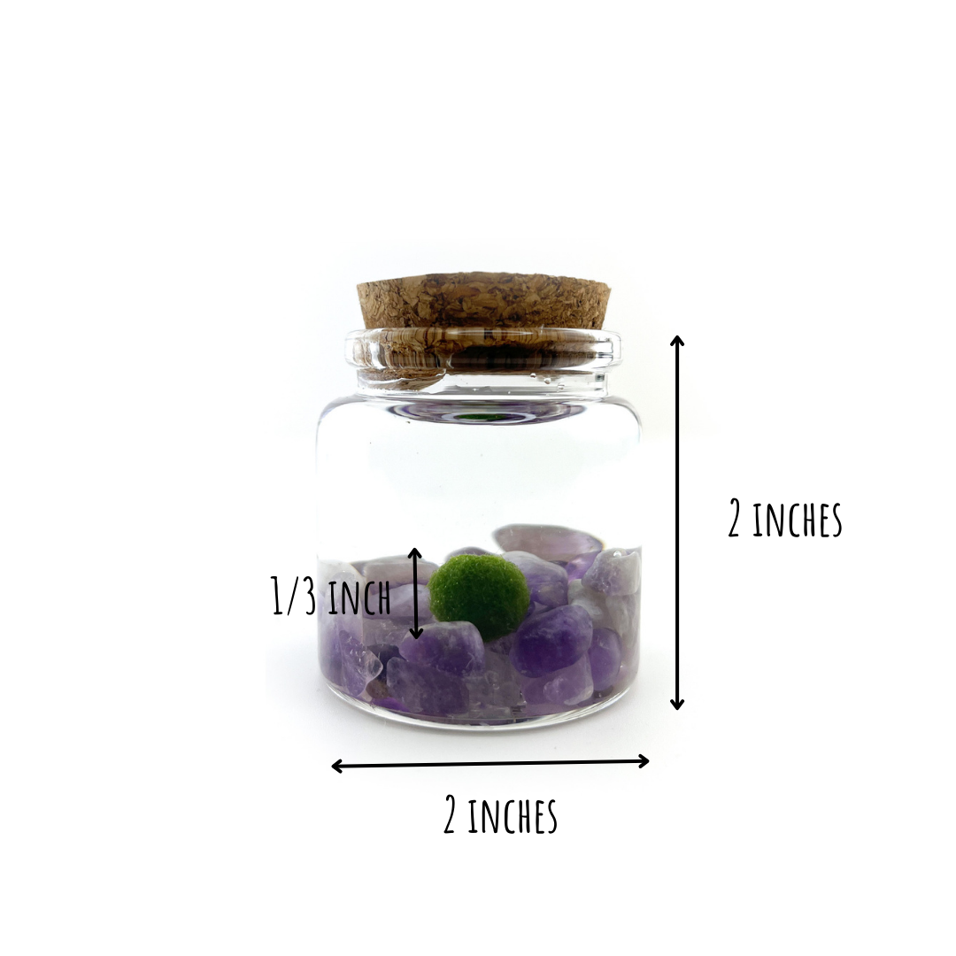 Moss Amigos | Moss Ball Terrariums - Wholesale Live Plant - Small Marimo Moss Ball Terrarium with Amethyst Gemstone4