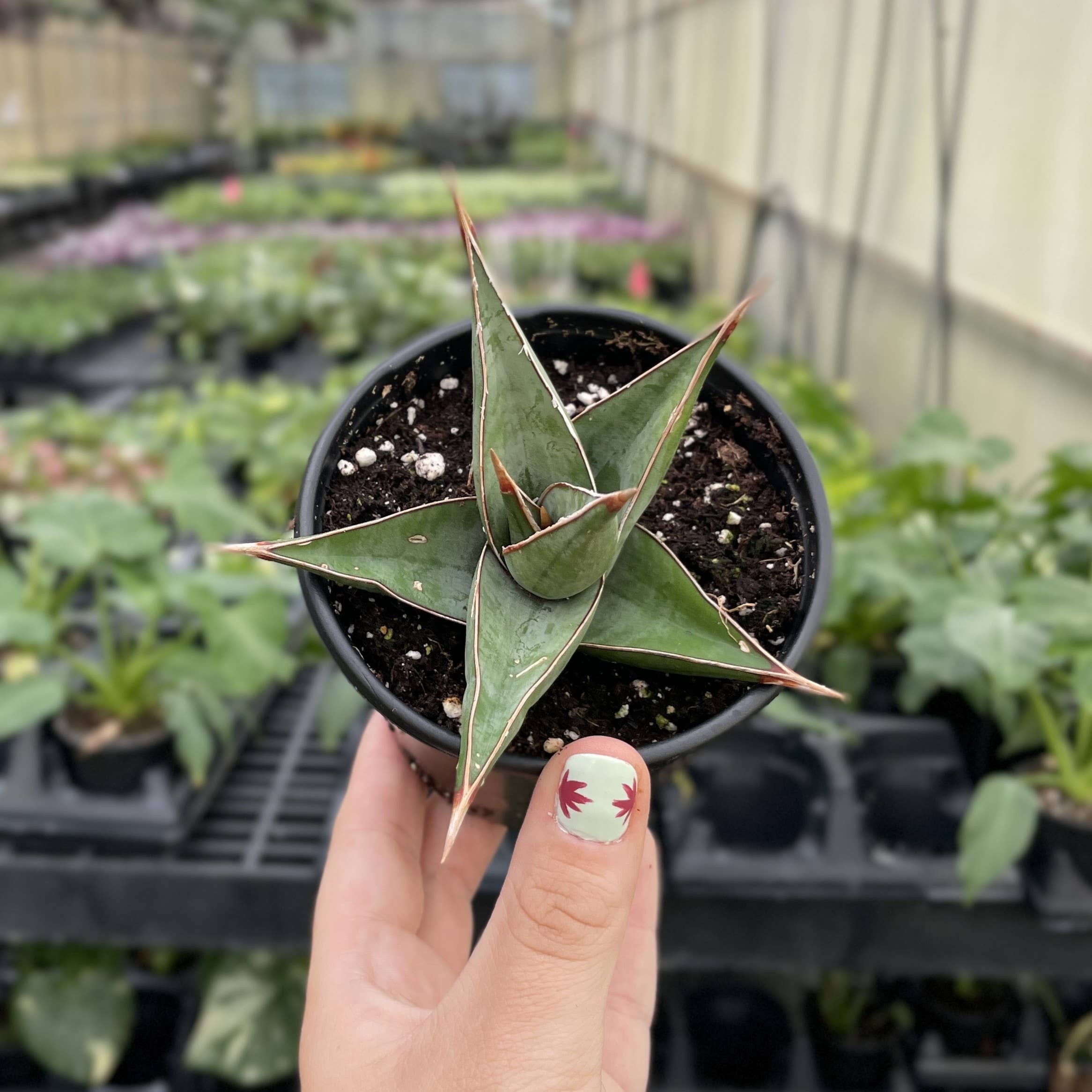 Thorsen's Greenhouse - Wholesale Live Plant - Sansevieria Pinguicula - Walking Snake Plant - 4" Live Plant1